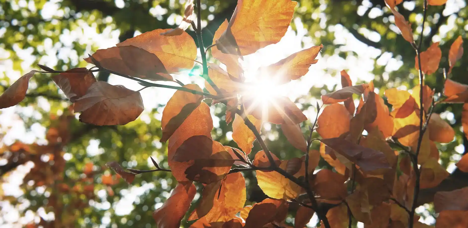 Baumbestattung in Kronberg im Taunus